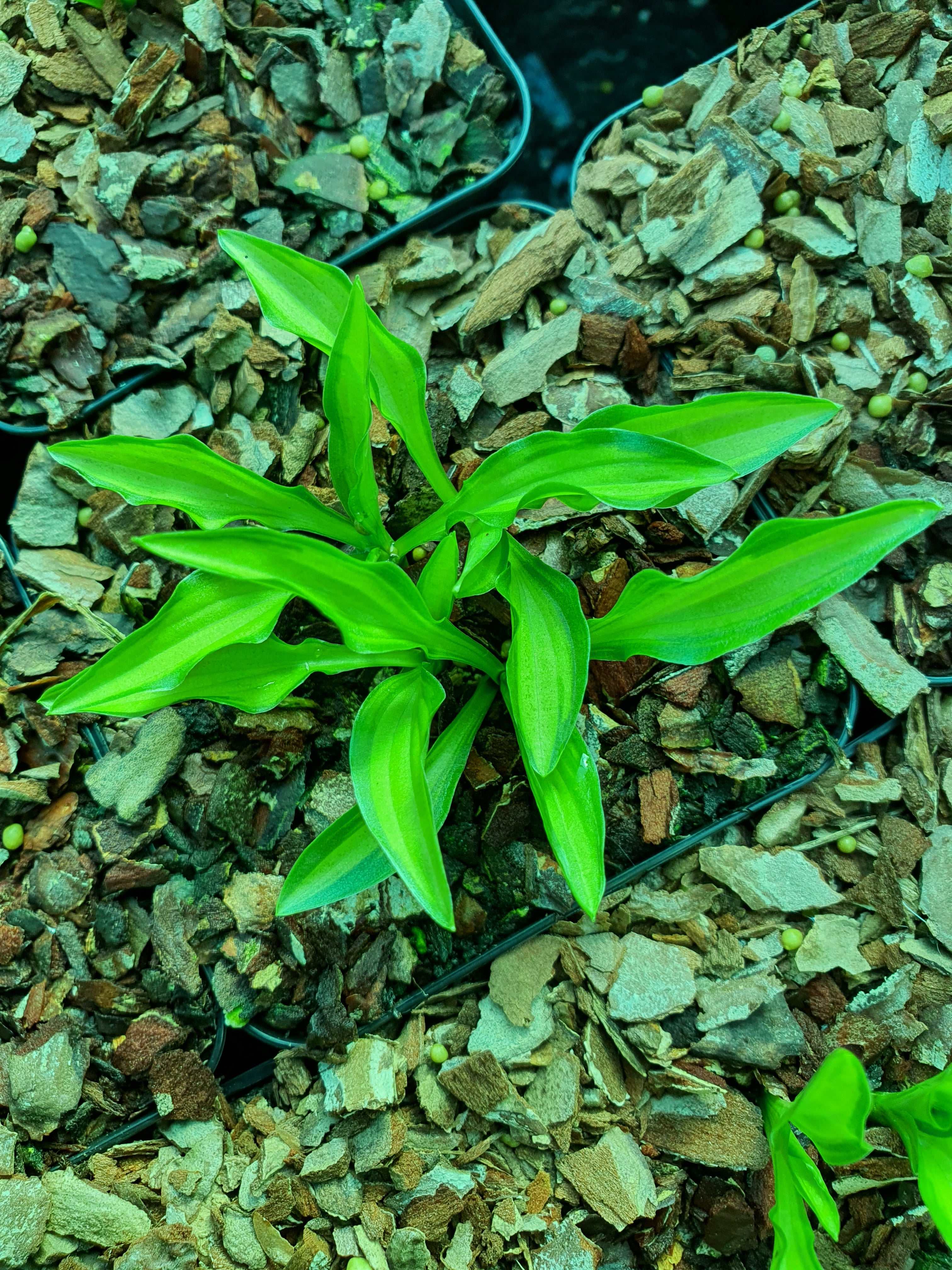 Hosta 'Teeny-Weeny Bikini' - New Forest Hostas & Hemerocallis