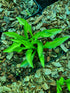 Hosta 'Teeny-Weeny Bikini' - New Forest Hostas & Hemerocallis