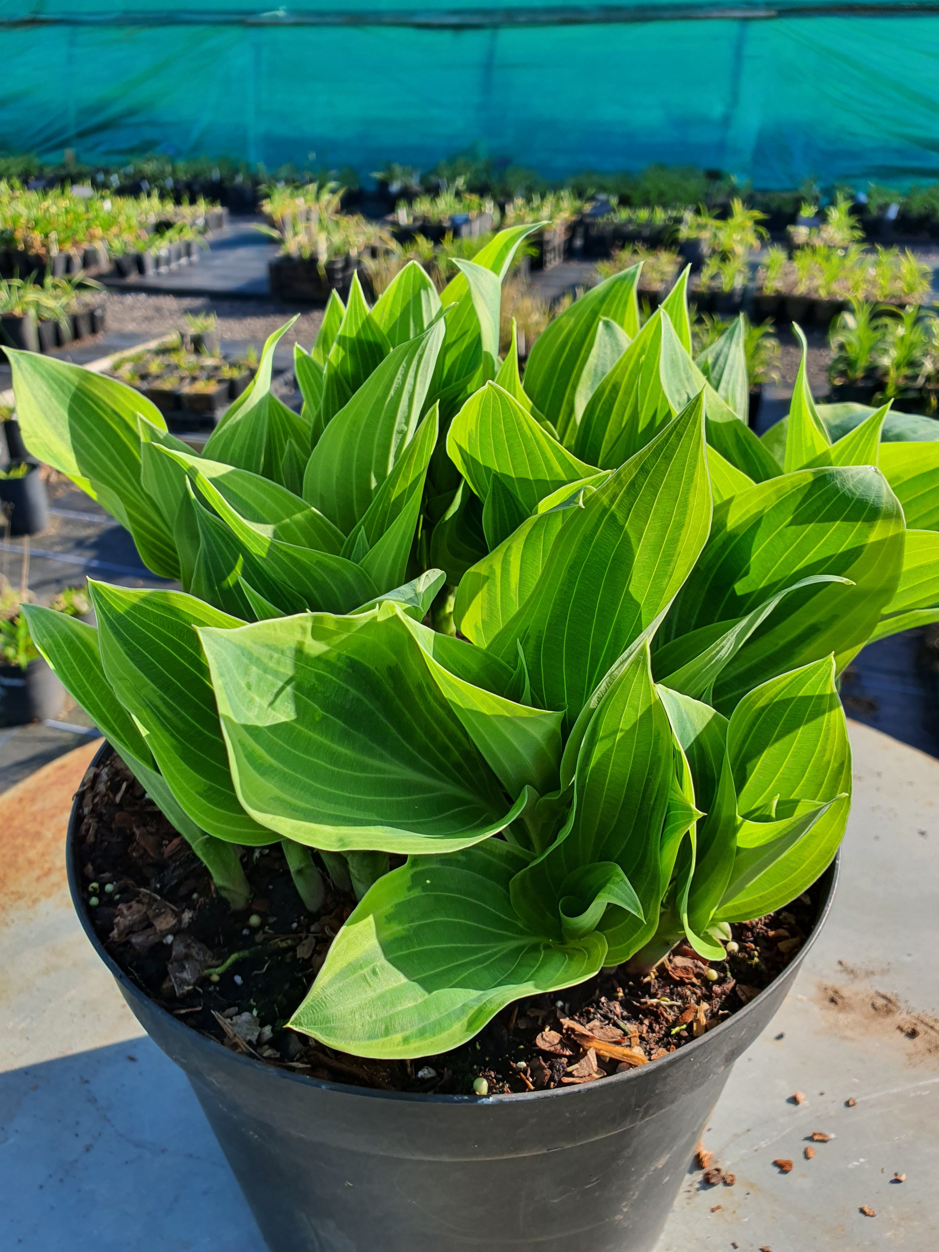 Hosta 'Bobcat' - New Forest Hostas & Hemerocallis