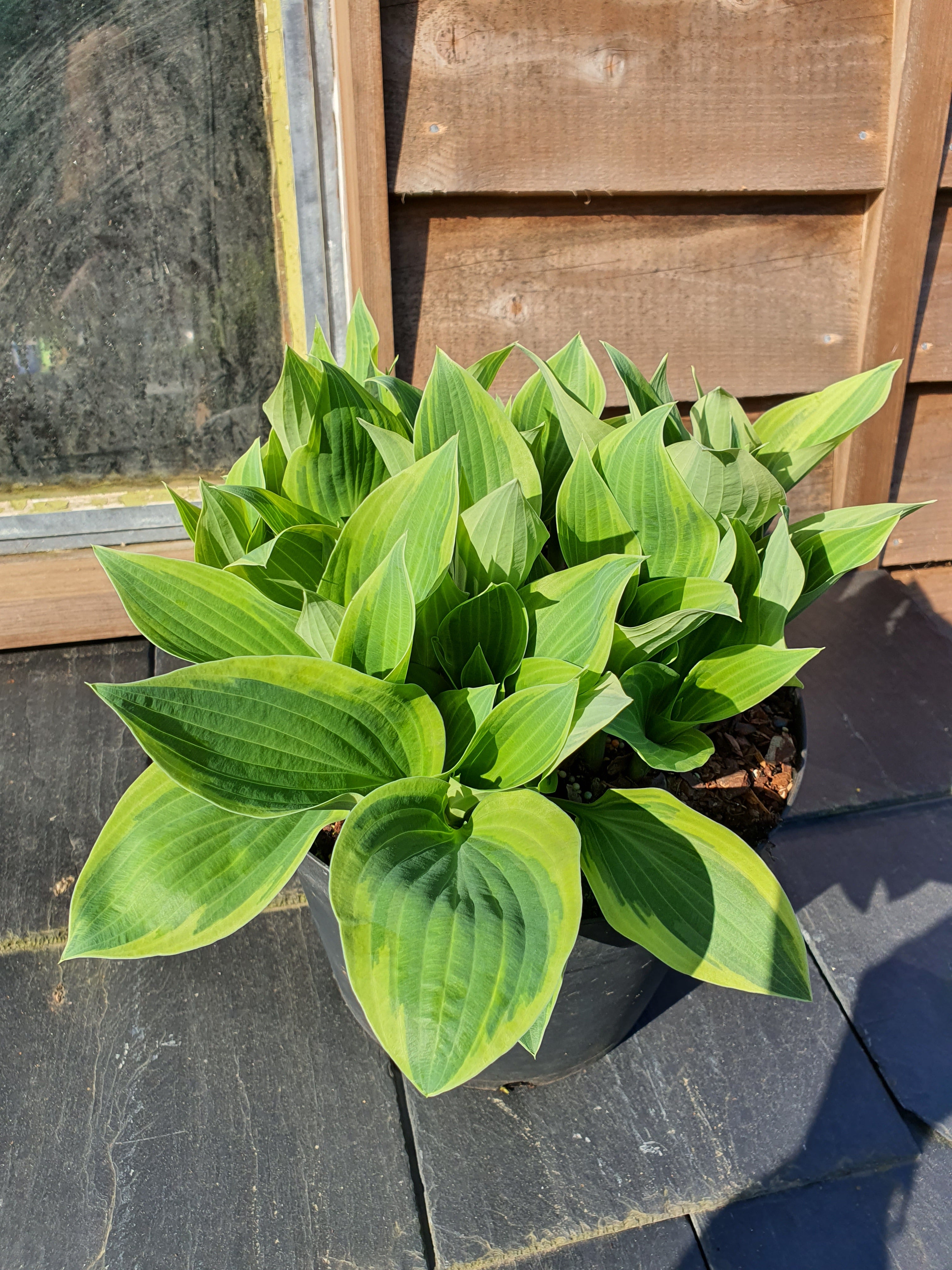 Hosta 'Bobcat' - New Forest Hostas & Hemerocallis
