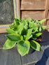 Hosta 'Bobcat' - New Forest Hostas & Hemerocallis