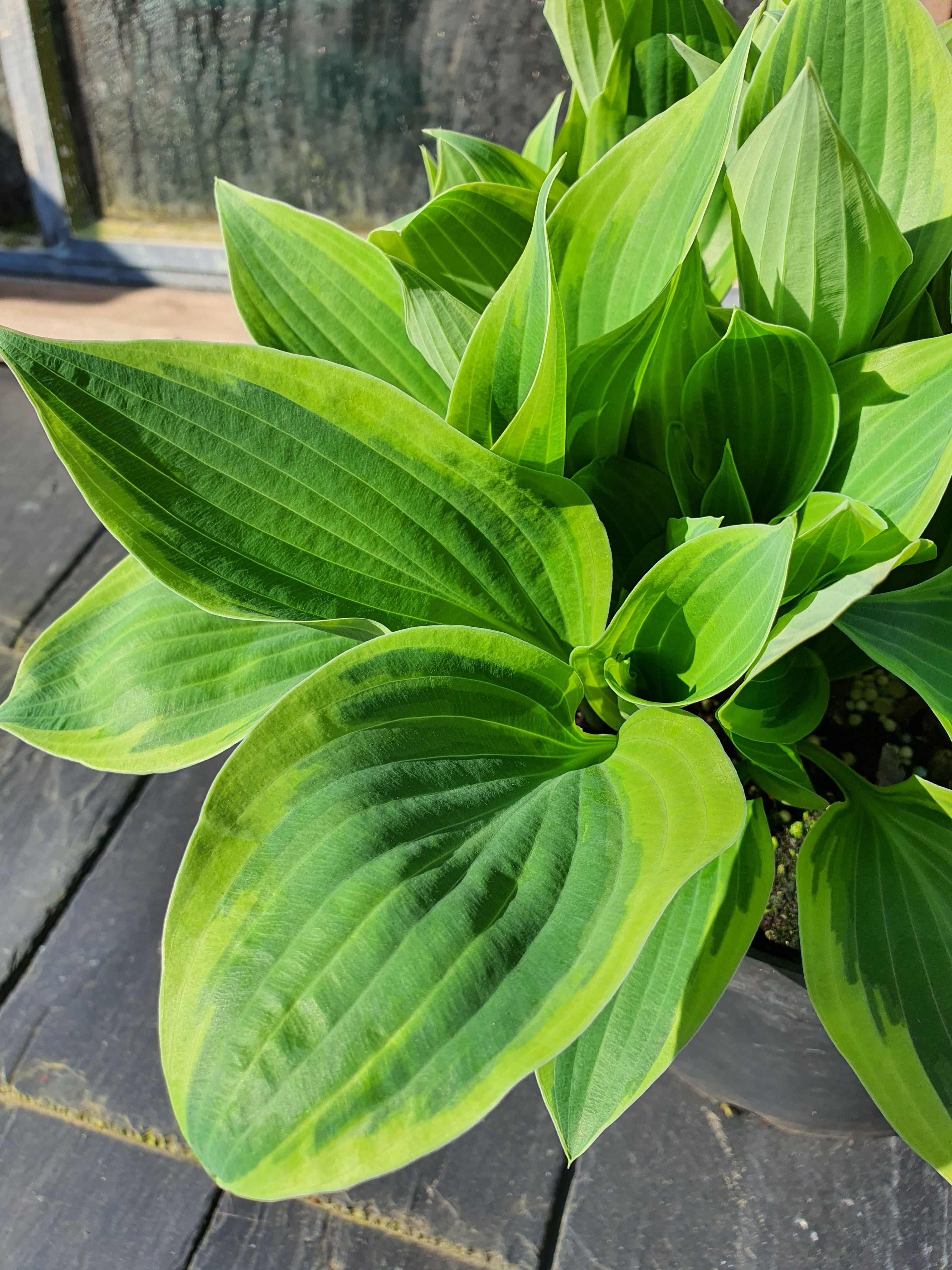 Hosta 'Bobcat' - New Forest Hostas & Hemerocallis