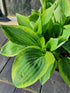 Hosta 'Bobcat' - New Forest Hostas & Hemerocallis