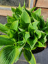 Hosta 'Bobcat' - New Forest Hostas & Hemerocallis