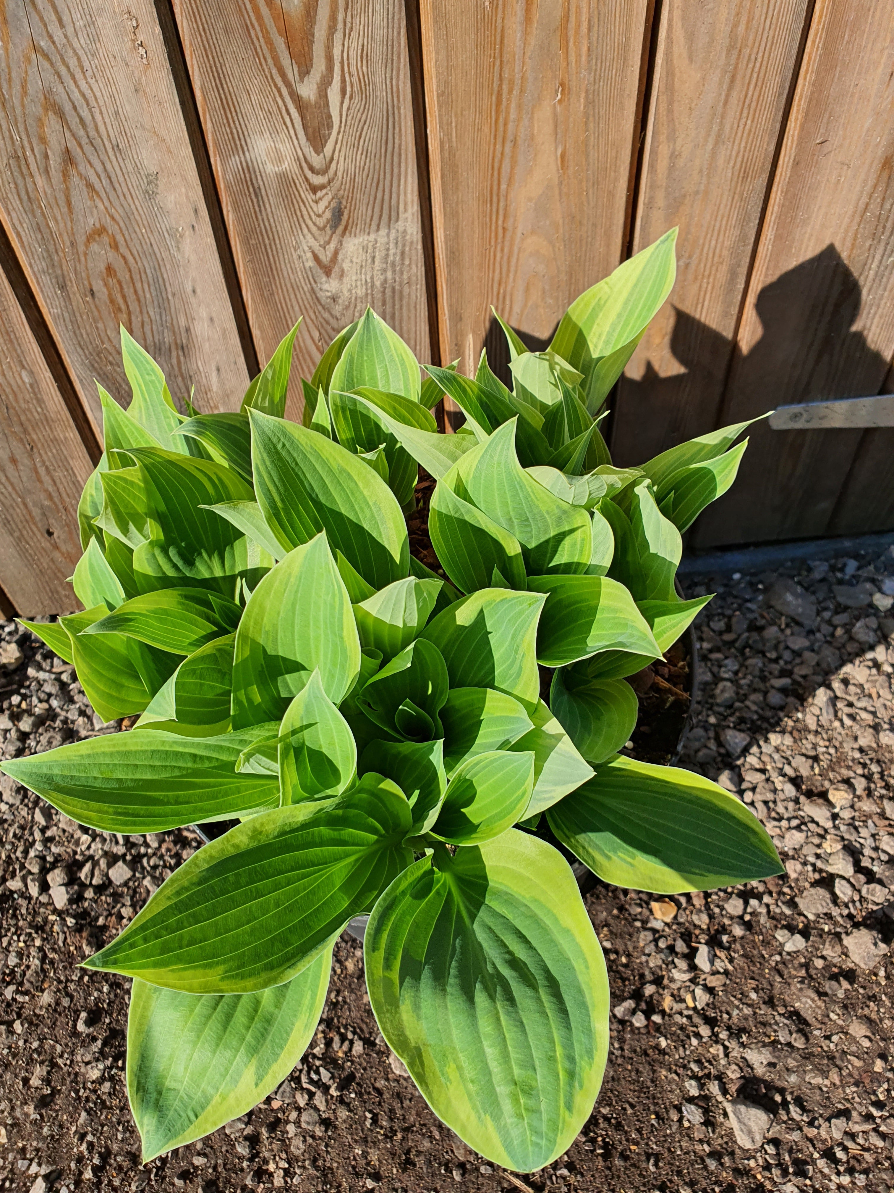 Hosta 'Bobcat' - New Forest Hostas & Hemerocallis