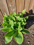Hosta 'Bobcat' - New Forest Hostas & Hemerocallis