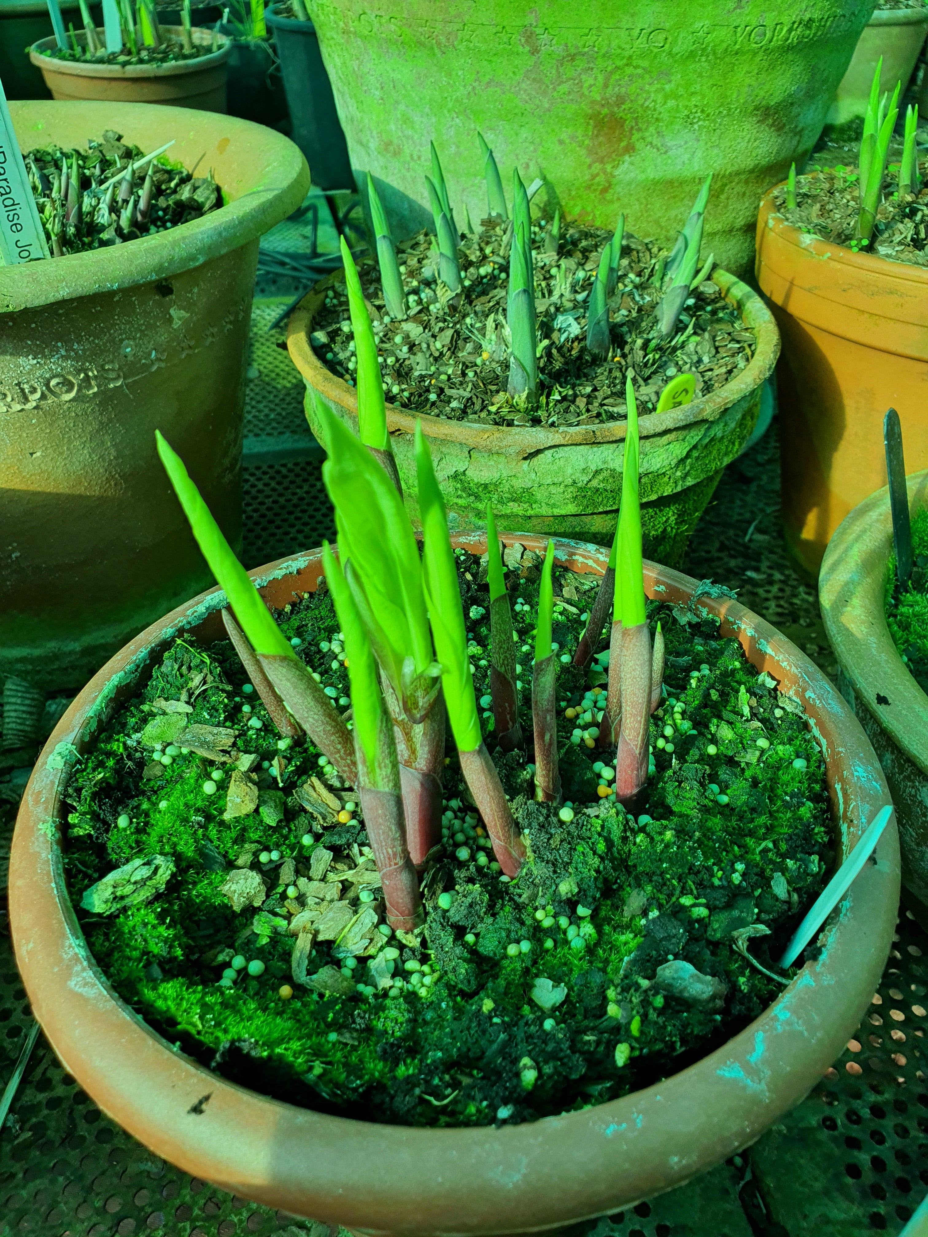Hosta 'Designer Genes' - New Forest Hostas & Hemerocallis