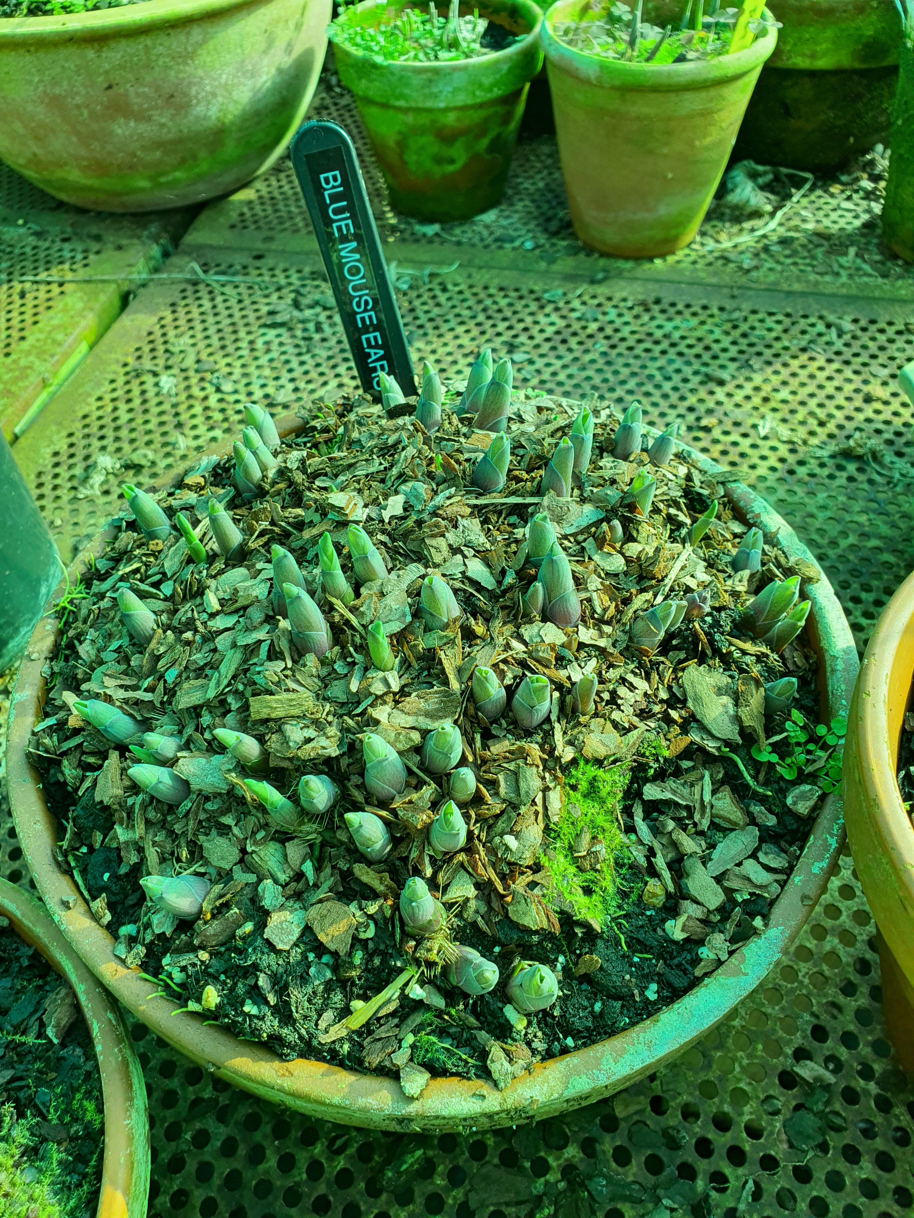 Hosta 'Blue Mouse Ears' - New Forest Hostas & Hemerocallis