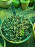 Hosta 'Blue Mouse Ears' - New Forest Hostas & Hemerocallis