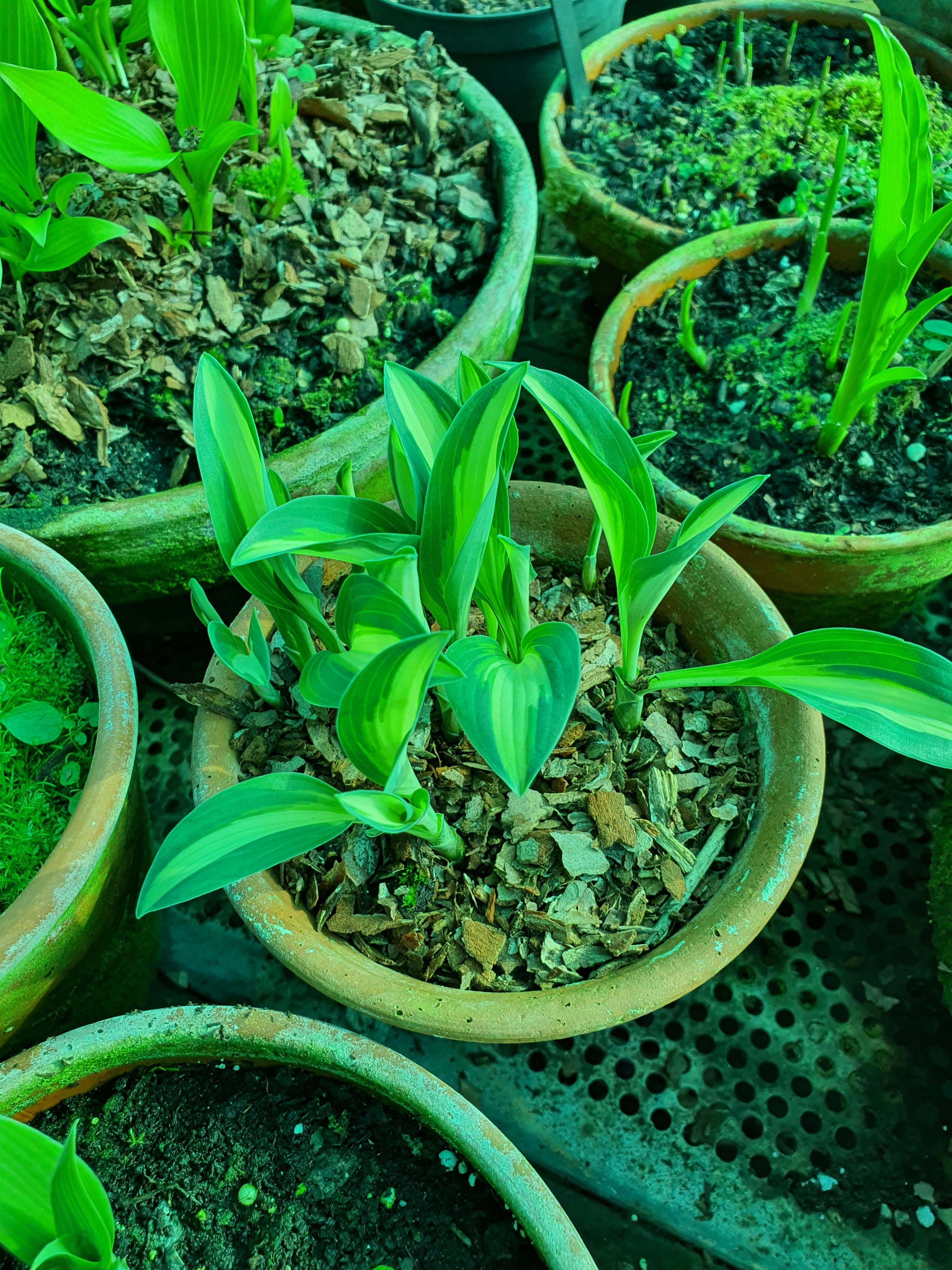Hosta 'Little Treasure' - New Forest Hostas & Hemerocallis