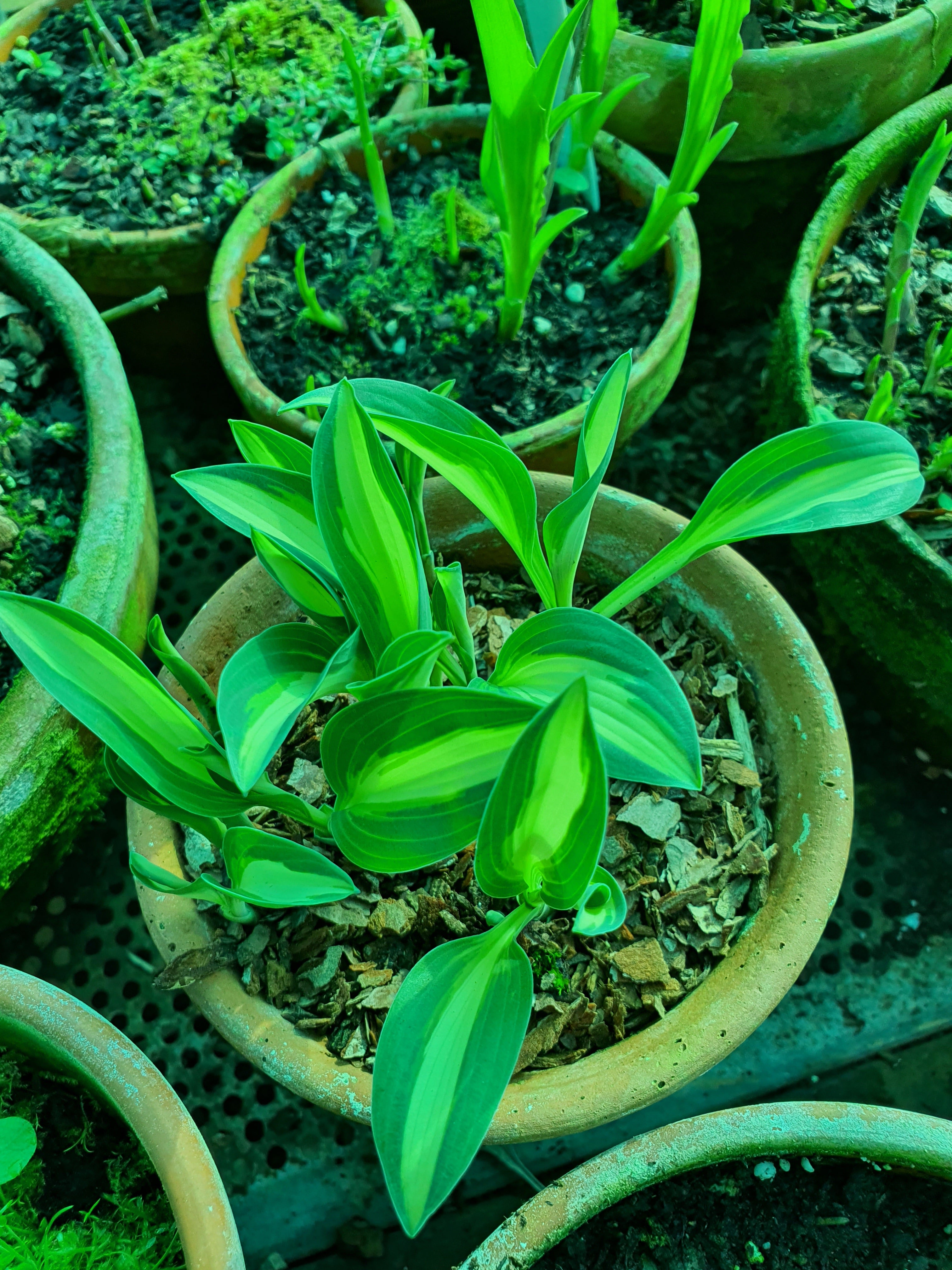 Hosta 'Little Treasure' - New Forest Hostas & Hemerocallis