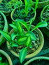 Hosta 'Little Treasure' - New Forest Hostas & Hemerocallis