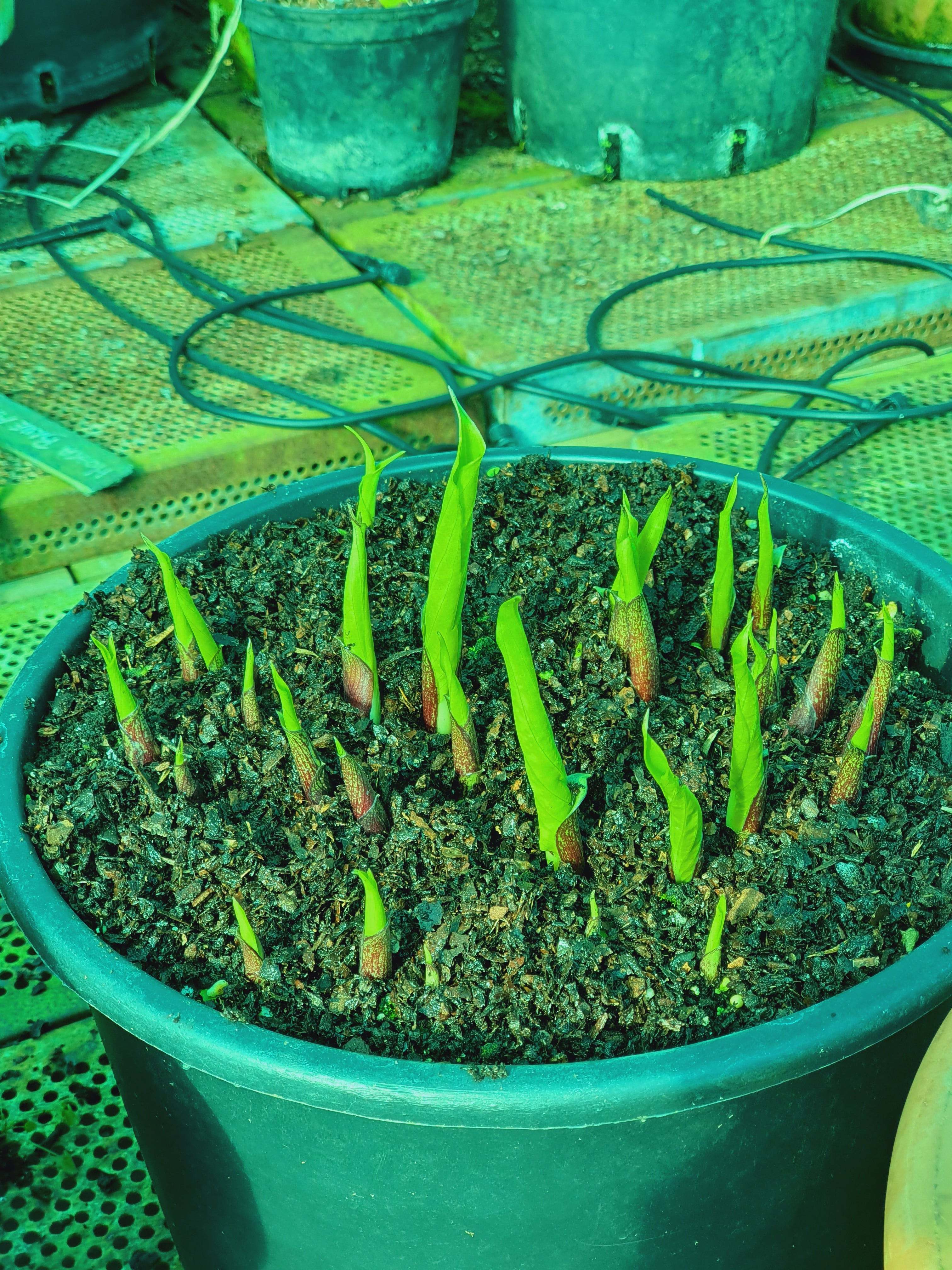 Hosta 'Cranberry Wine' - New Forest Hostas & Hemerocallis