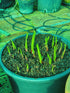 Hosta 'Cranberry Wine' - New Forest Hostas & Hemerocallis