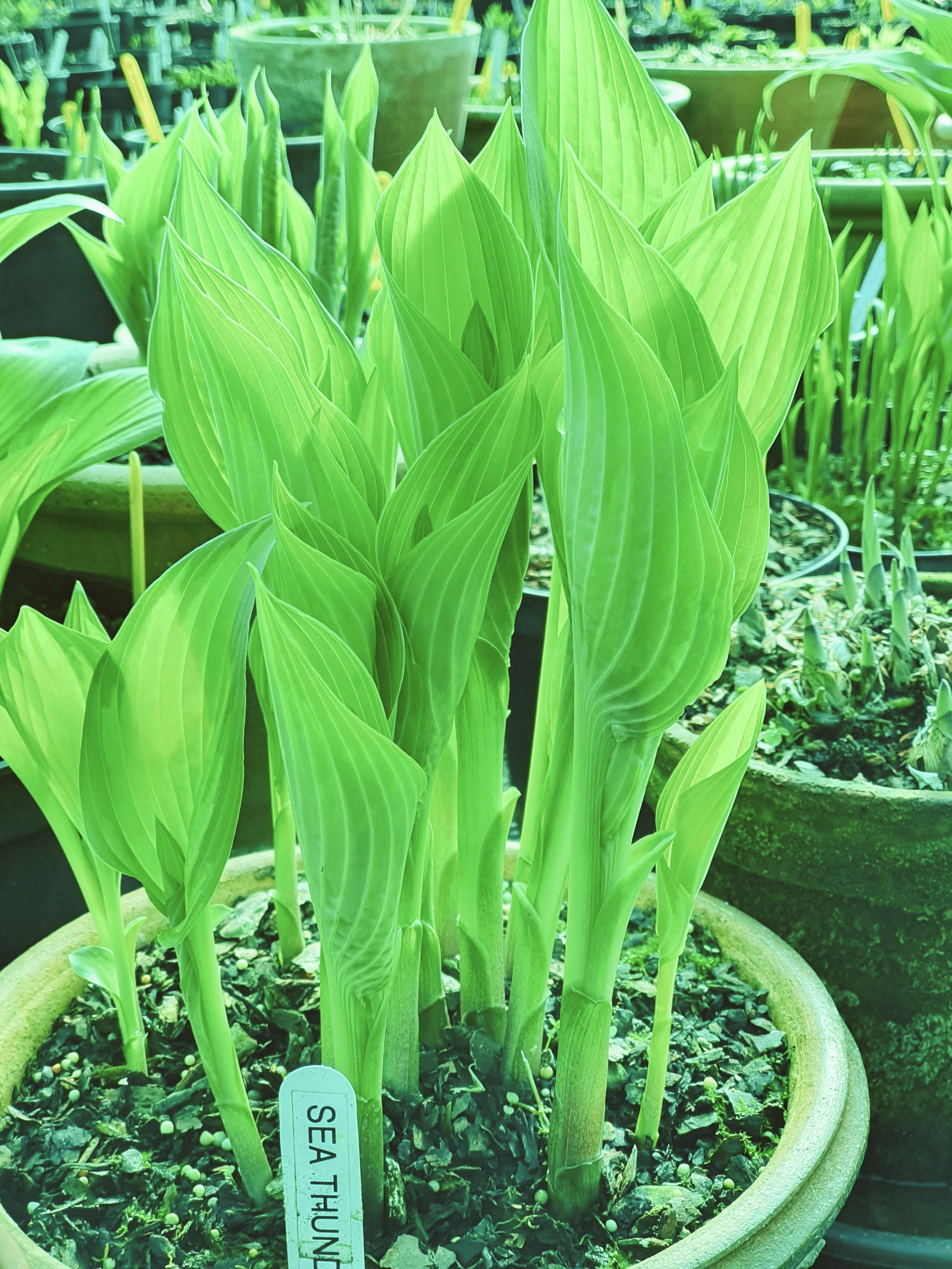 Hosta 'Sea Thunder' - New Forest Hostas & Hemerocallis