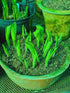 Hosta 'Eye Catcher' - New Forest Hostas & Hemerocallis