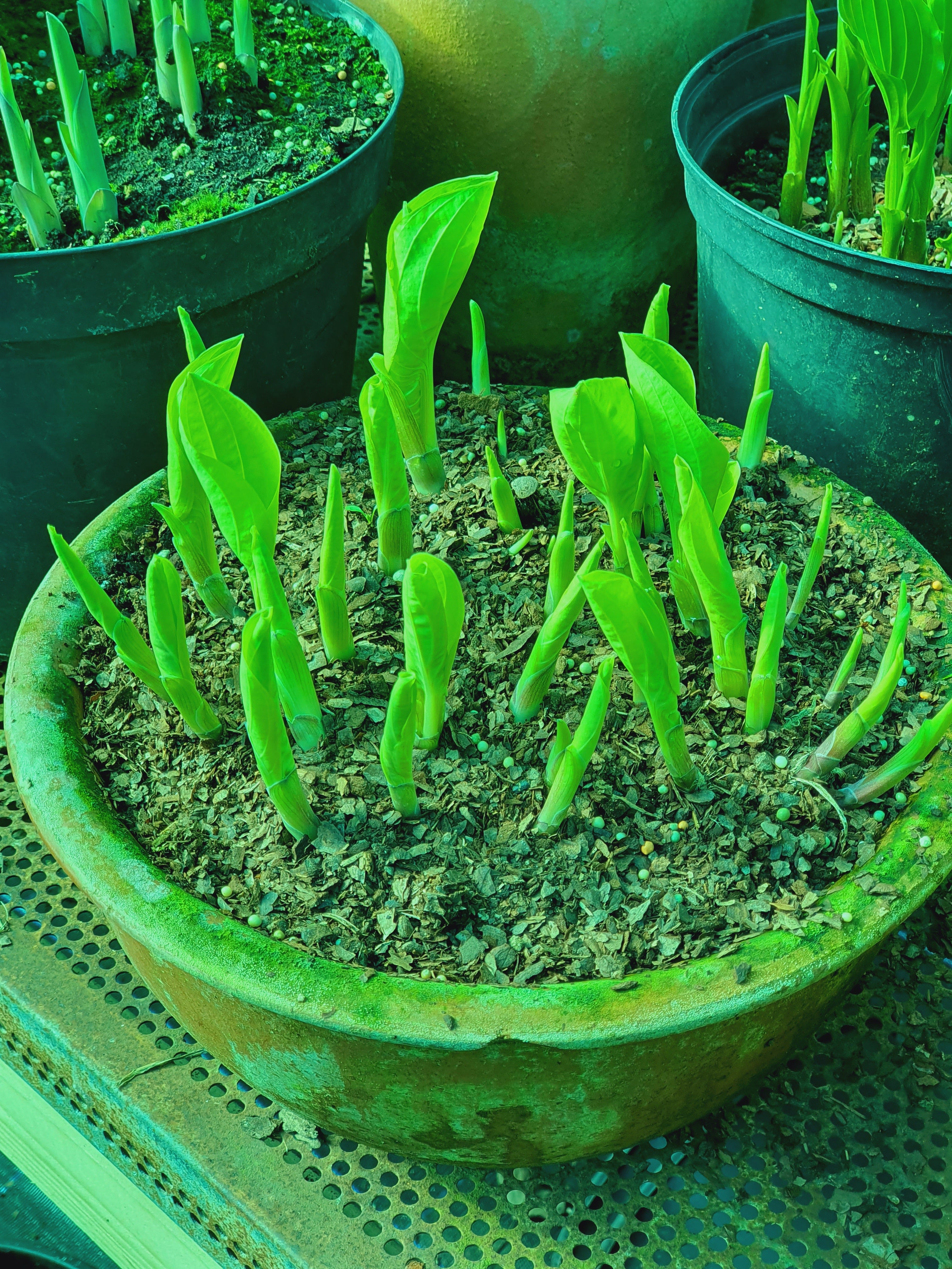 Hosta 'Eye Catcher' - New Forest Hostas & Hemerocallis