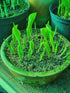 Hosta 'Eye Catcher' - New Forest Hostas & Hemerocallis
