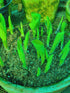 Hosta 'Eye Catcher' - New Forest Hostas & Hemerocallis