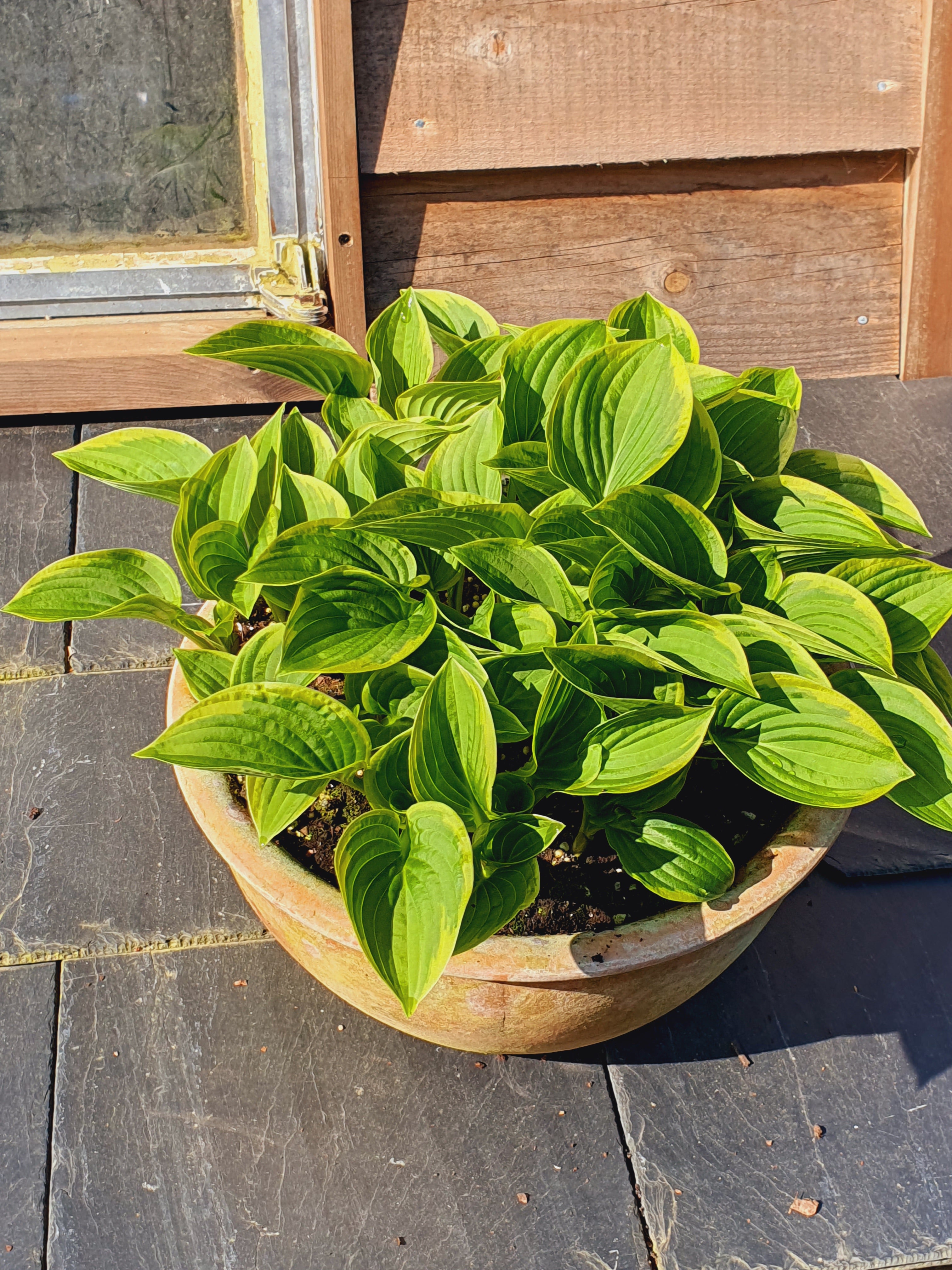 Hosta 'Winsome' - New Forest Hostas & Hemerocallis