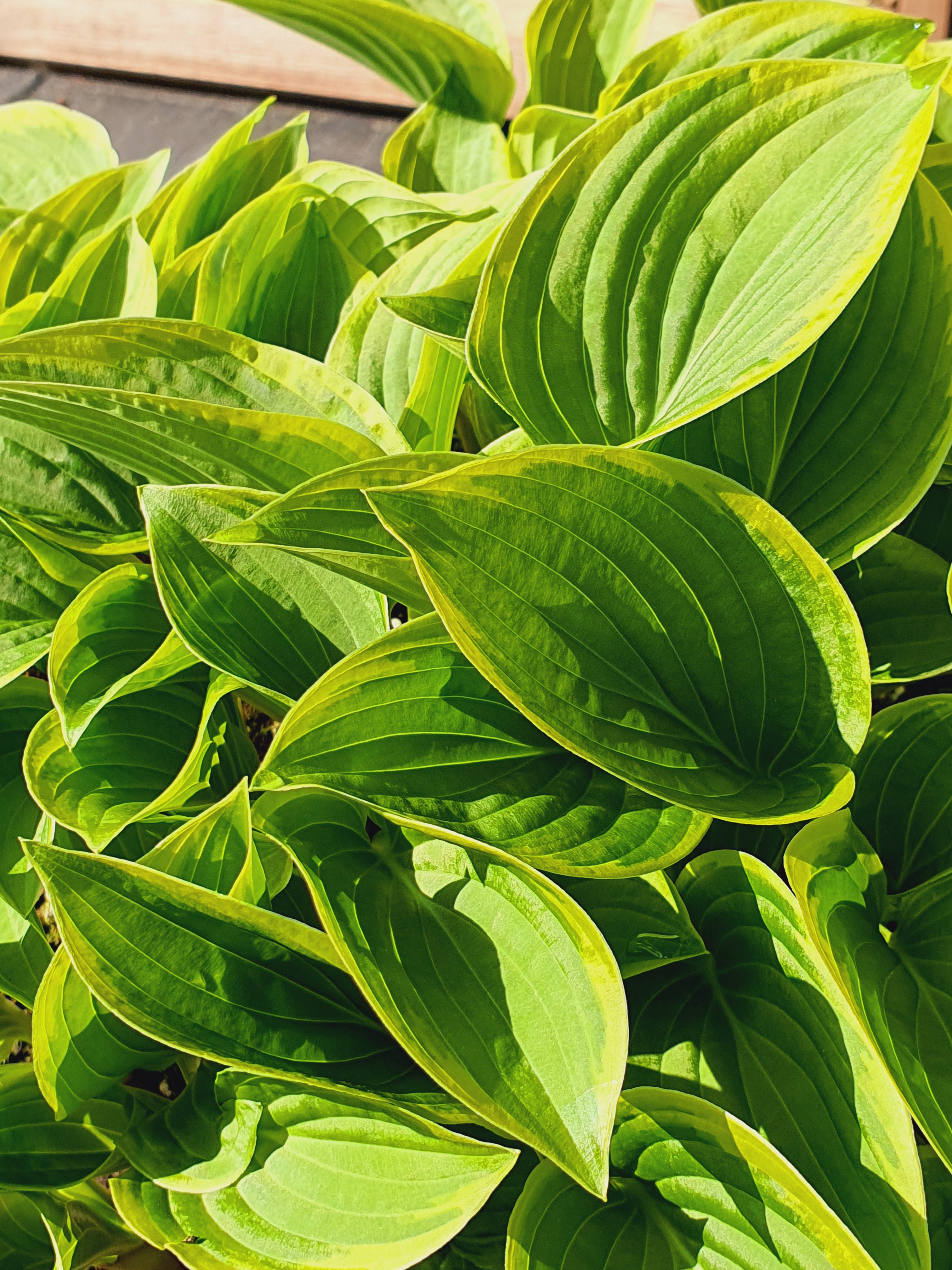 Hosta 'Winsome' - New Forest Hostas & Hemerocallis