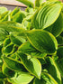 Hosta 'Winsome' - New Forest Hostas & Hemerocallis