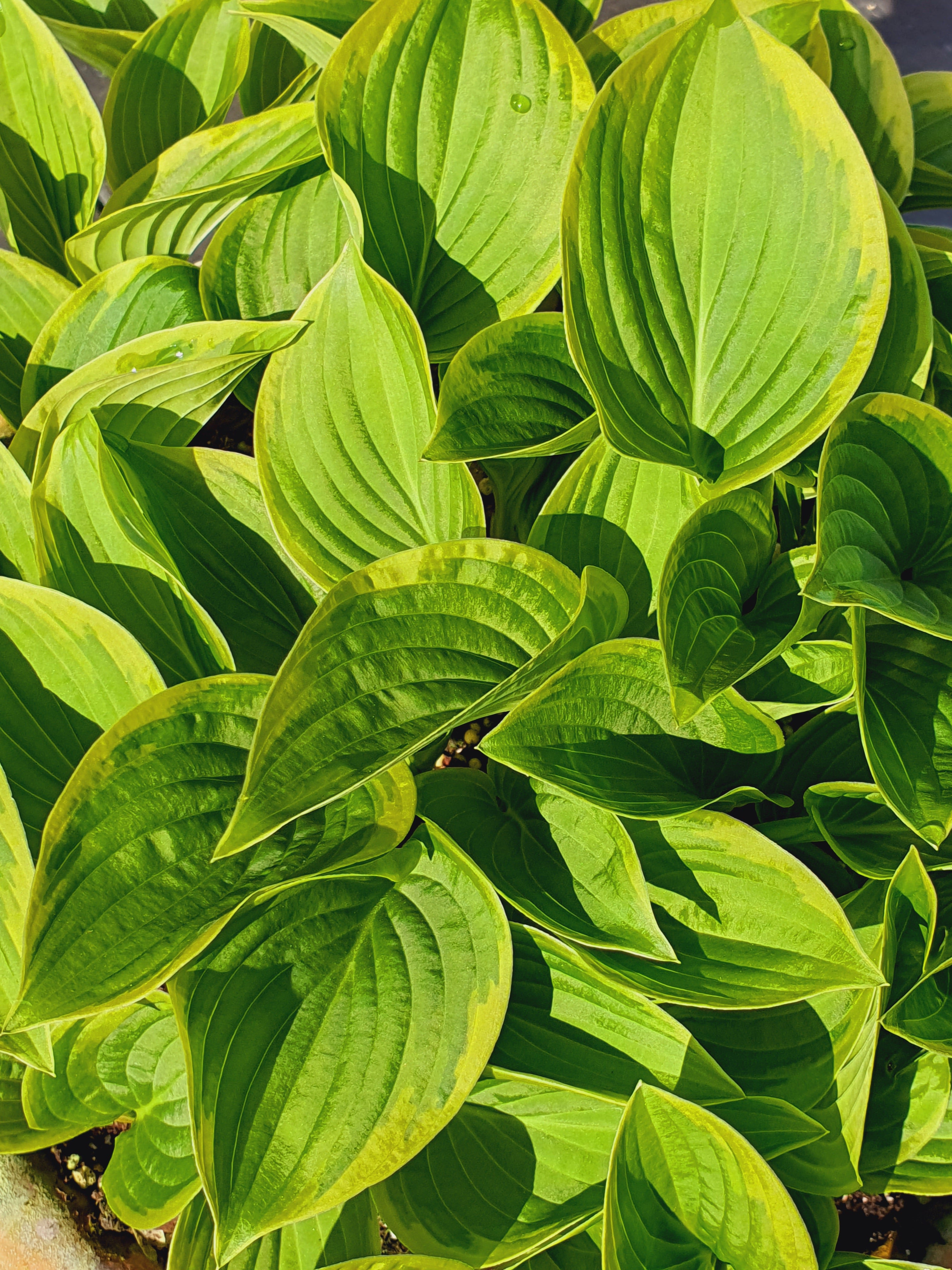 Hosta 'Winsome' - New Forest Hostas & Hemerocallis