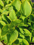 Hosta 'Winsome' - New Forest Hostas & Hemerocallis