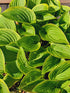 Hosta 'Winsome' - New Forest Hostas & Hemerocallis