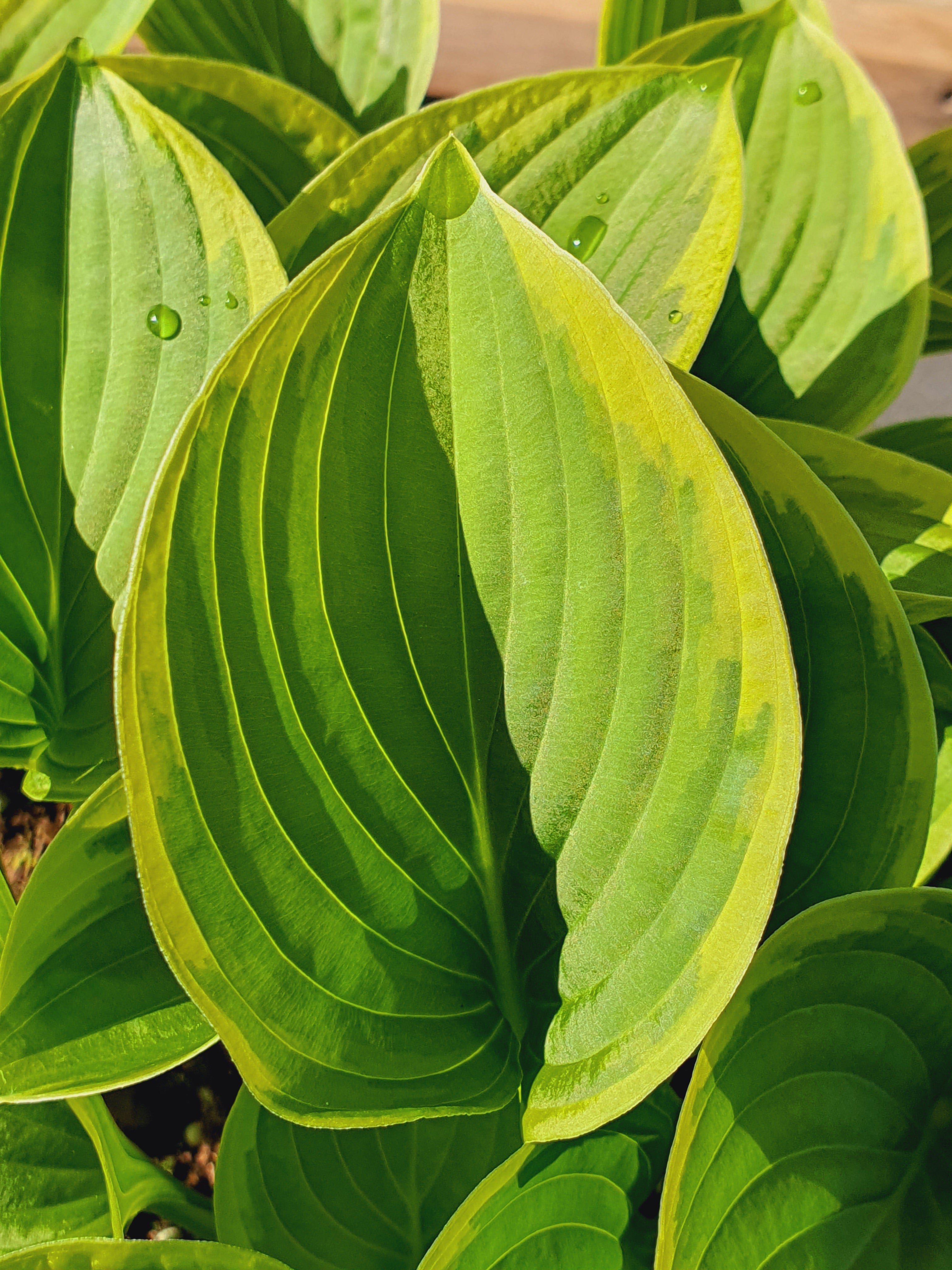 Hosta 'Winsome' - New Forest Hostas & Hemerocallis