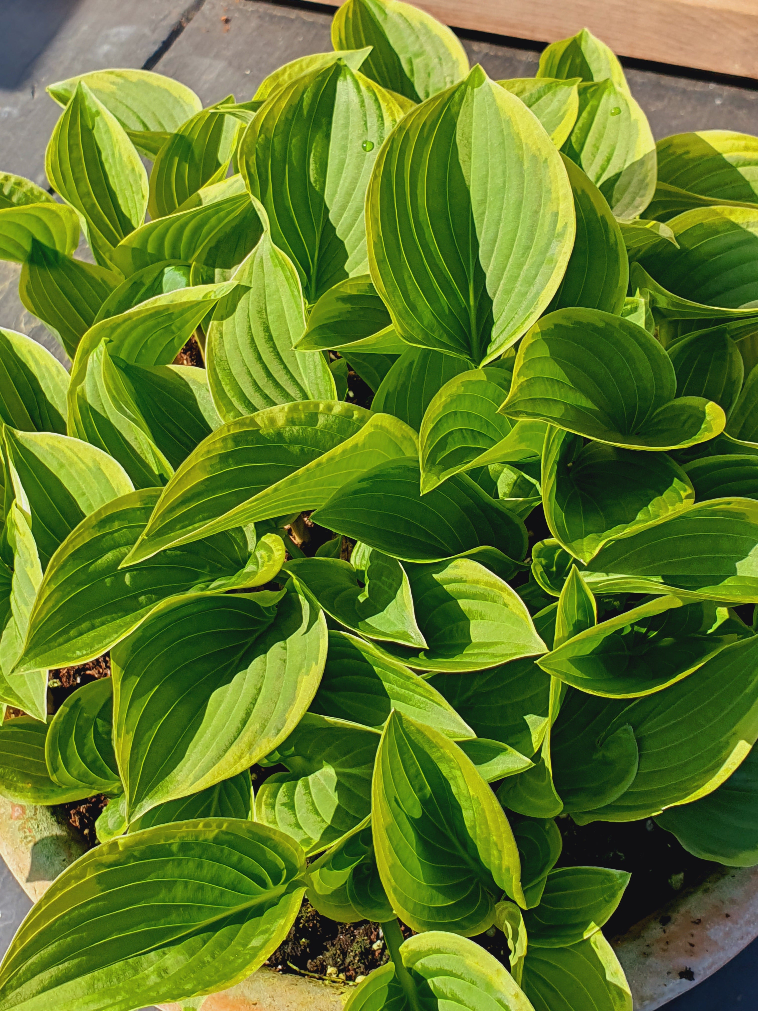 Hosta 'Winsome' - New Forest Hostas & Hemerocallis