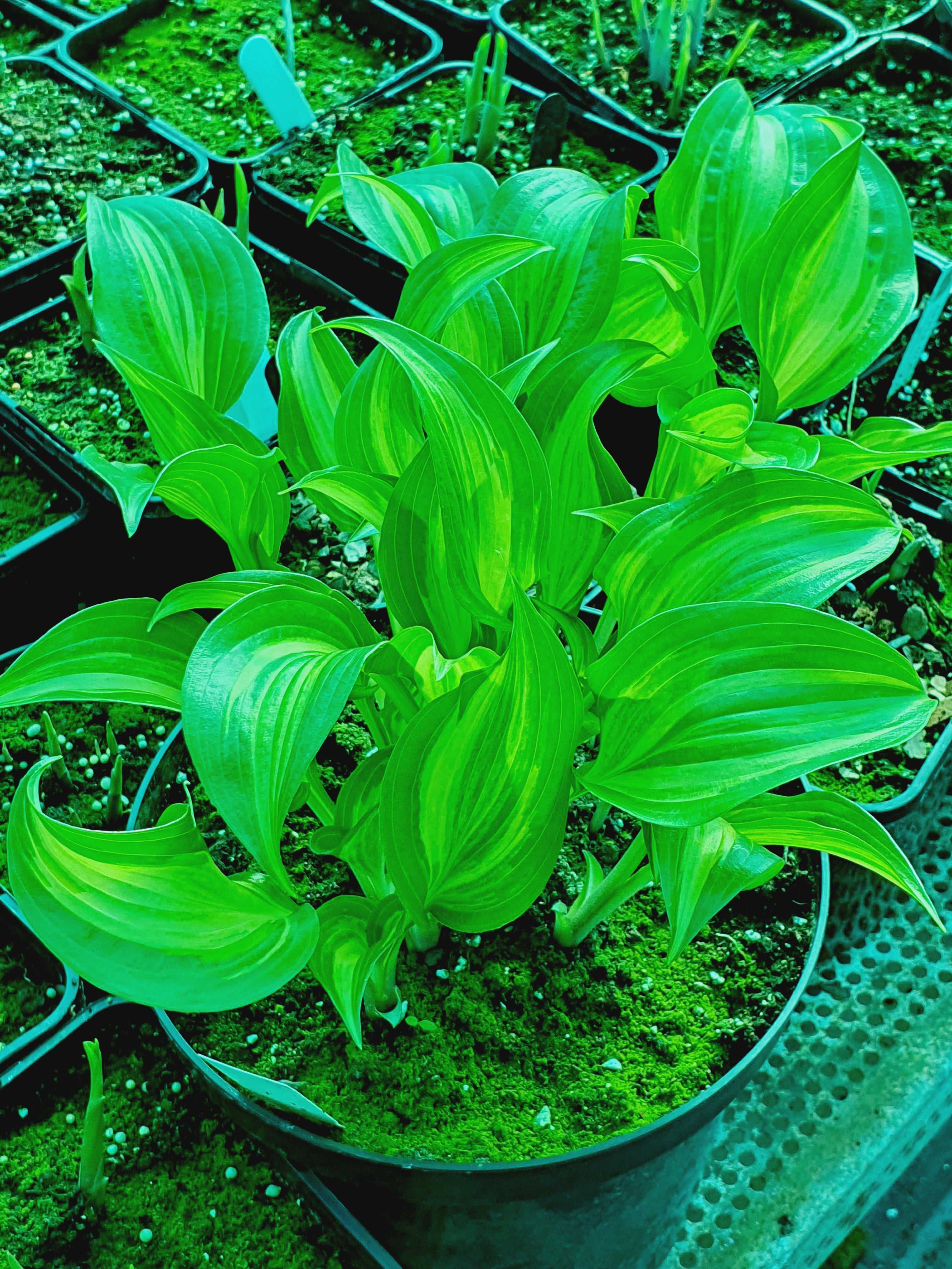 Hosta 'Geisha' - New Forest Hostas & Hemerocallis