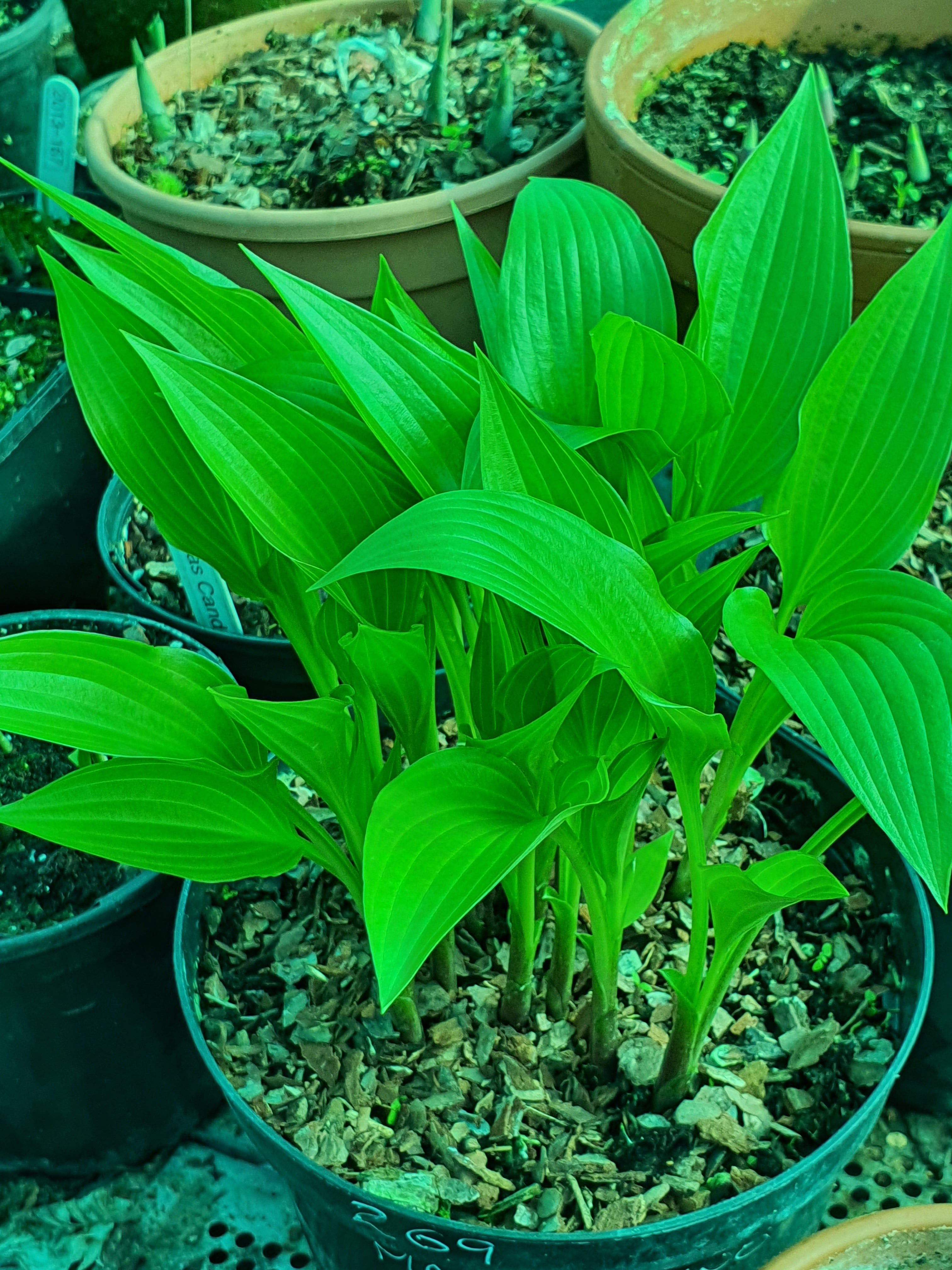 Hosta 'Maraschino Cherry' - New Forest Hostas & Hemerocallis