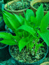 Hosta 'Maraschino Cherry' - New Forest Hostas & Hemerocallis