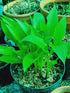 Hosta 'Maraschino Cherry' - New Forest Hostas & Hemerocallis