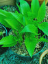 Hosta 'Maraschino Cherry' - New Forest Hostas & Hemerocallis