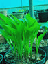Hosta 'Maraschino Cherry' - New Forest Hostas & Hemerocallis