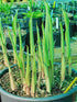 Hosta 'Jade Cascade' - New Forest Hostas & Hemerocallis
