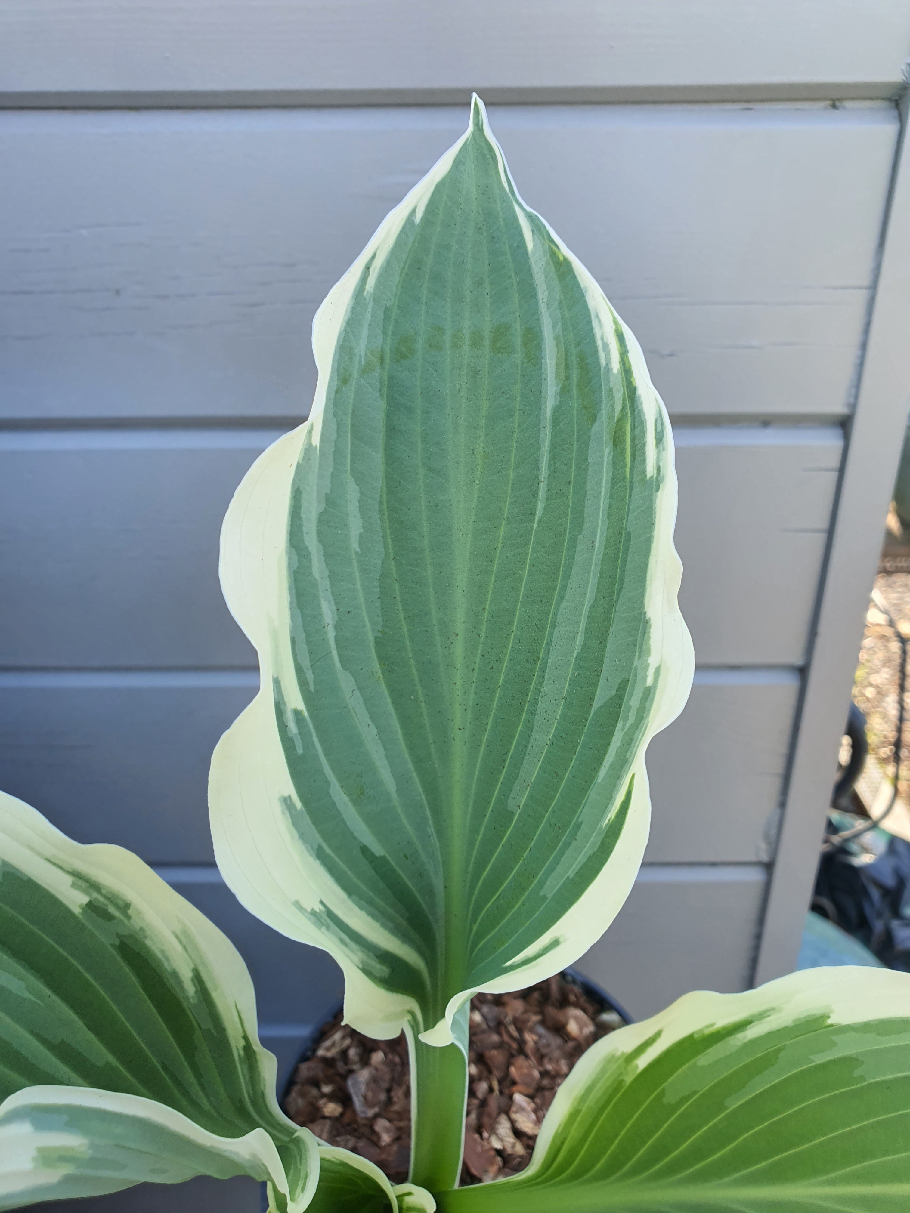 Hosta 'Tom Schmid' - New Forest Hostas & Hemerocallis