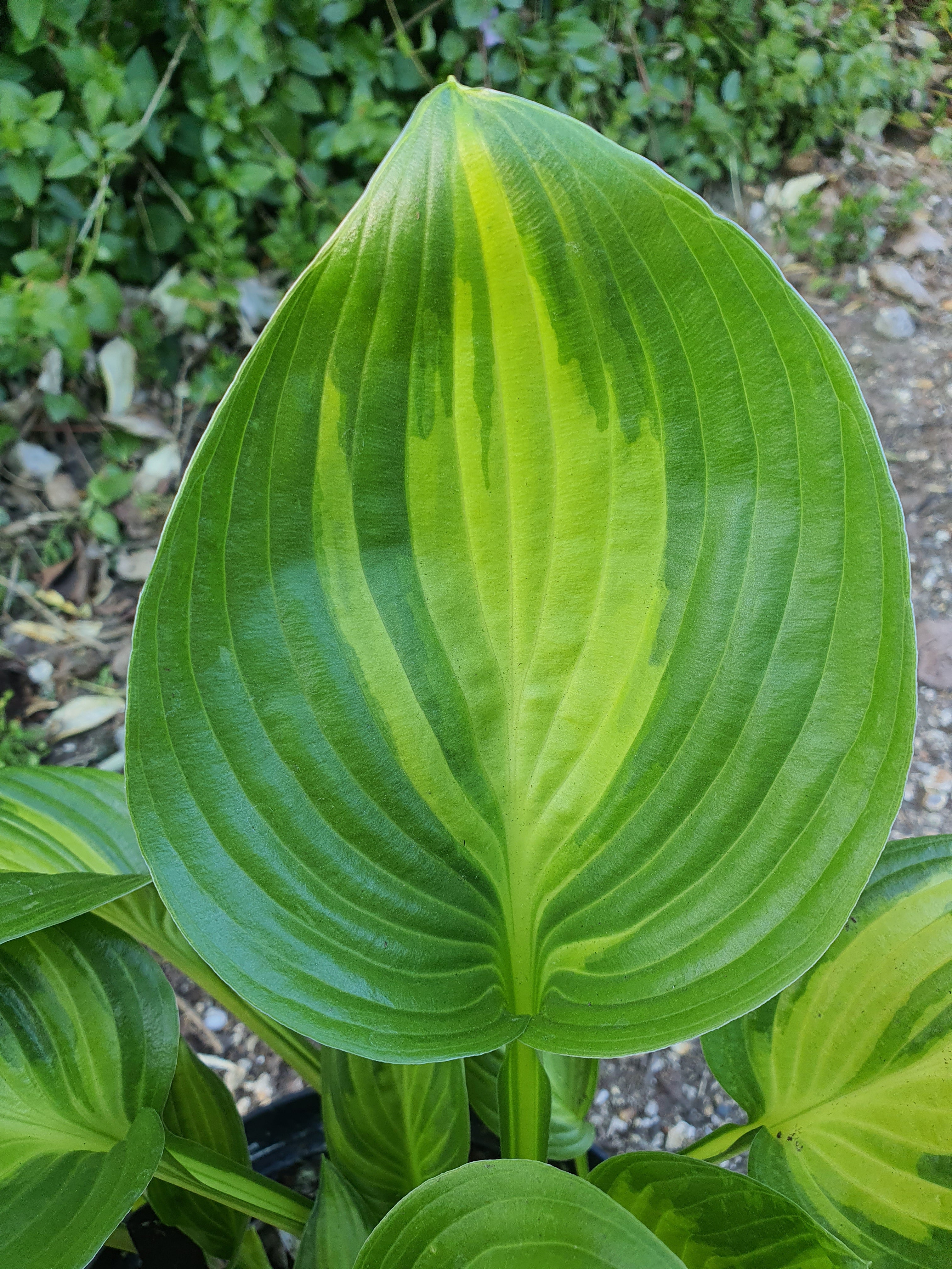 Hosta 'American Sweetheart' - New Forest Hostas & Hemerocallis