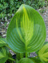 Hosta 'American Sweetheart' - New Forest Hostas & Hemerocallis