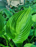 Hosta 'American Sweetheart' - New Forest Hostas & Hemerocallis