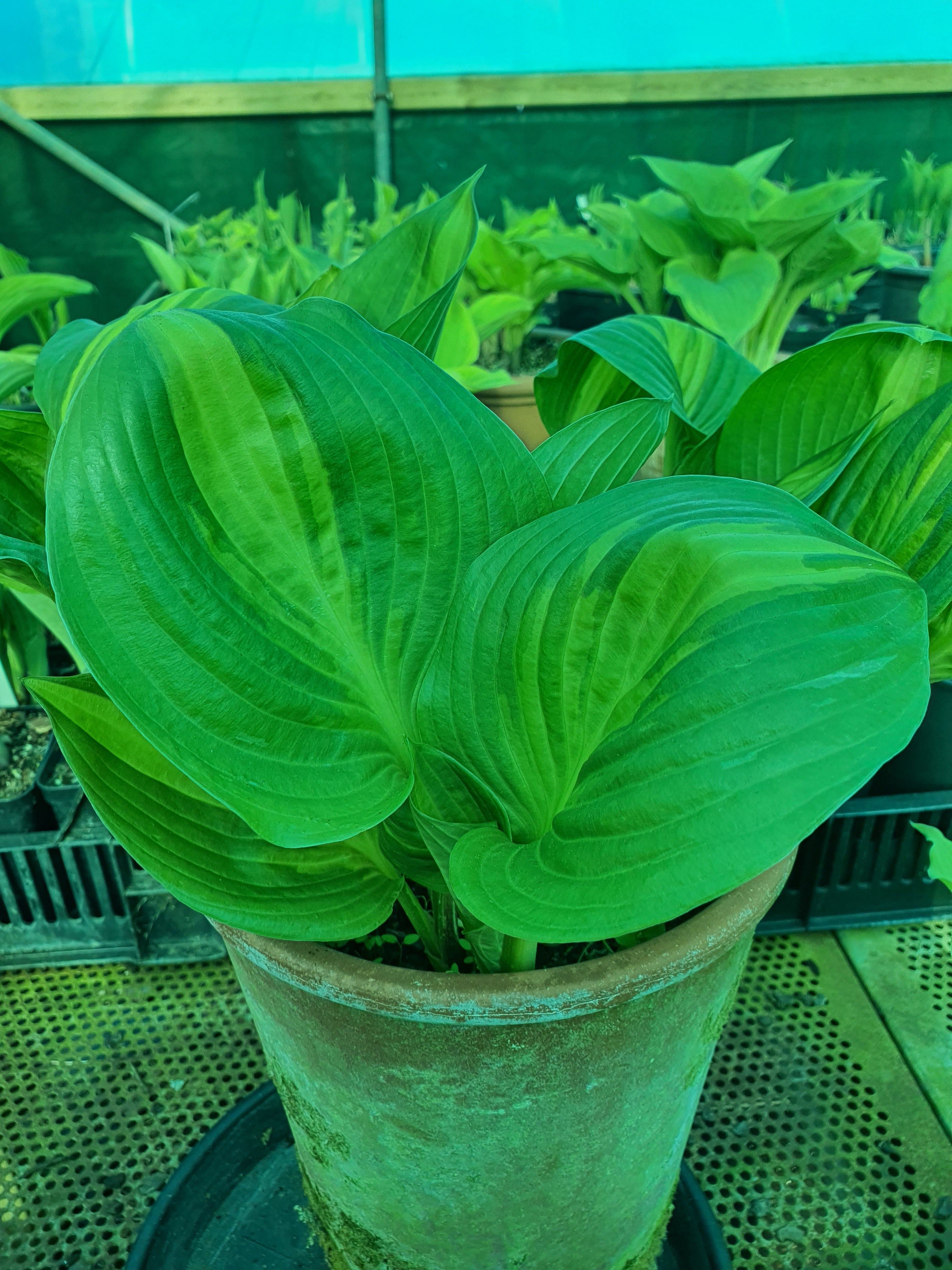 Hosta 'American Sweetheart' - New Forest Hostas & Hemerocallis