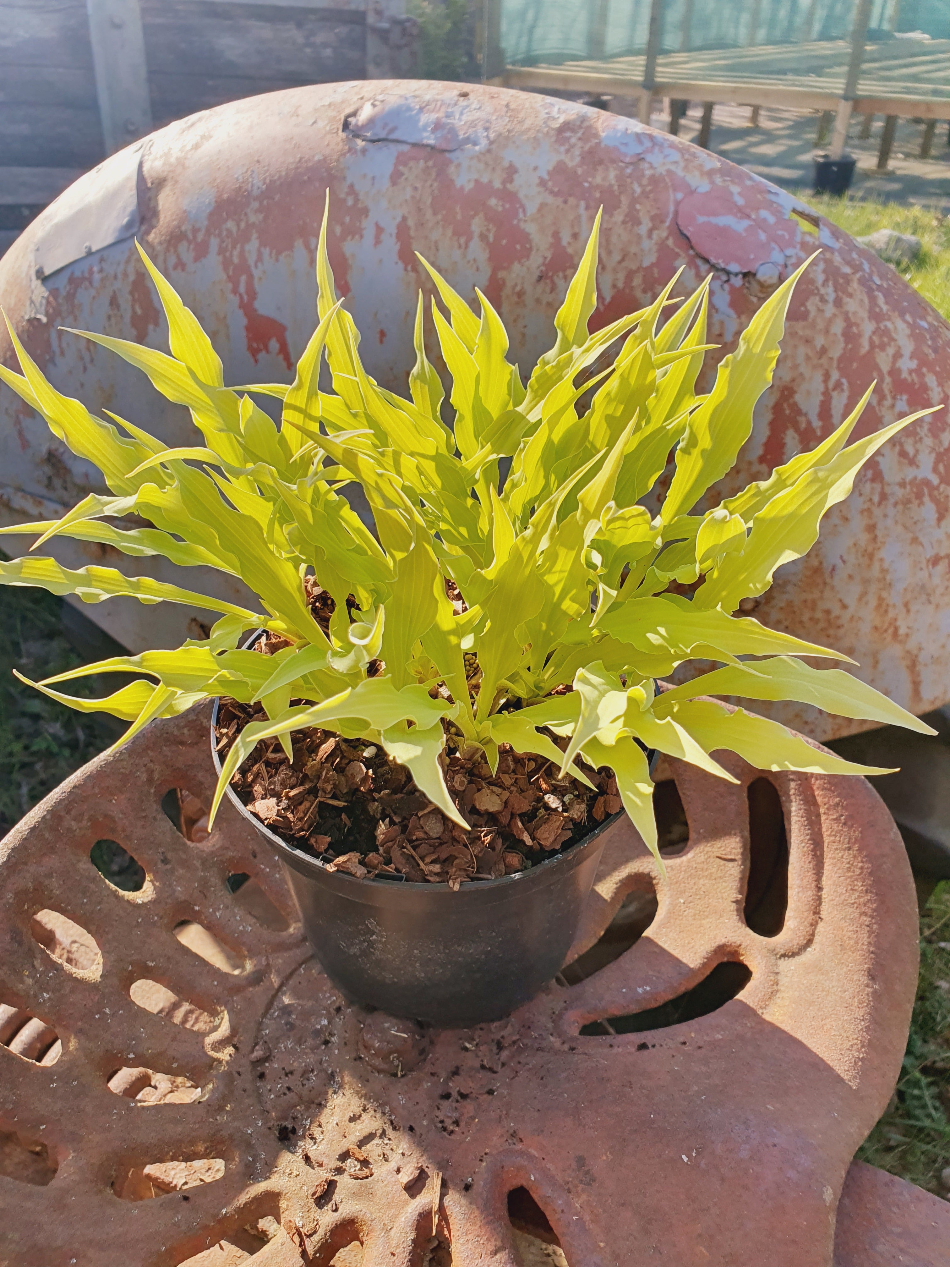 Hosta 'Wiggles and Squiggles' - New Forest Hostas & Hemerocallis