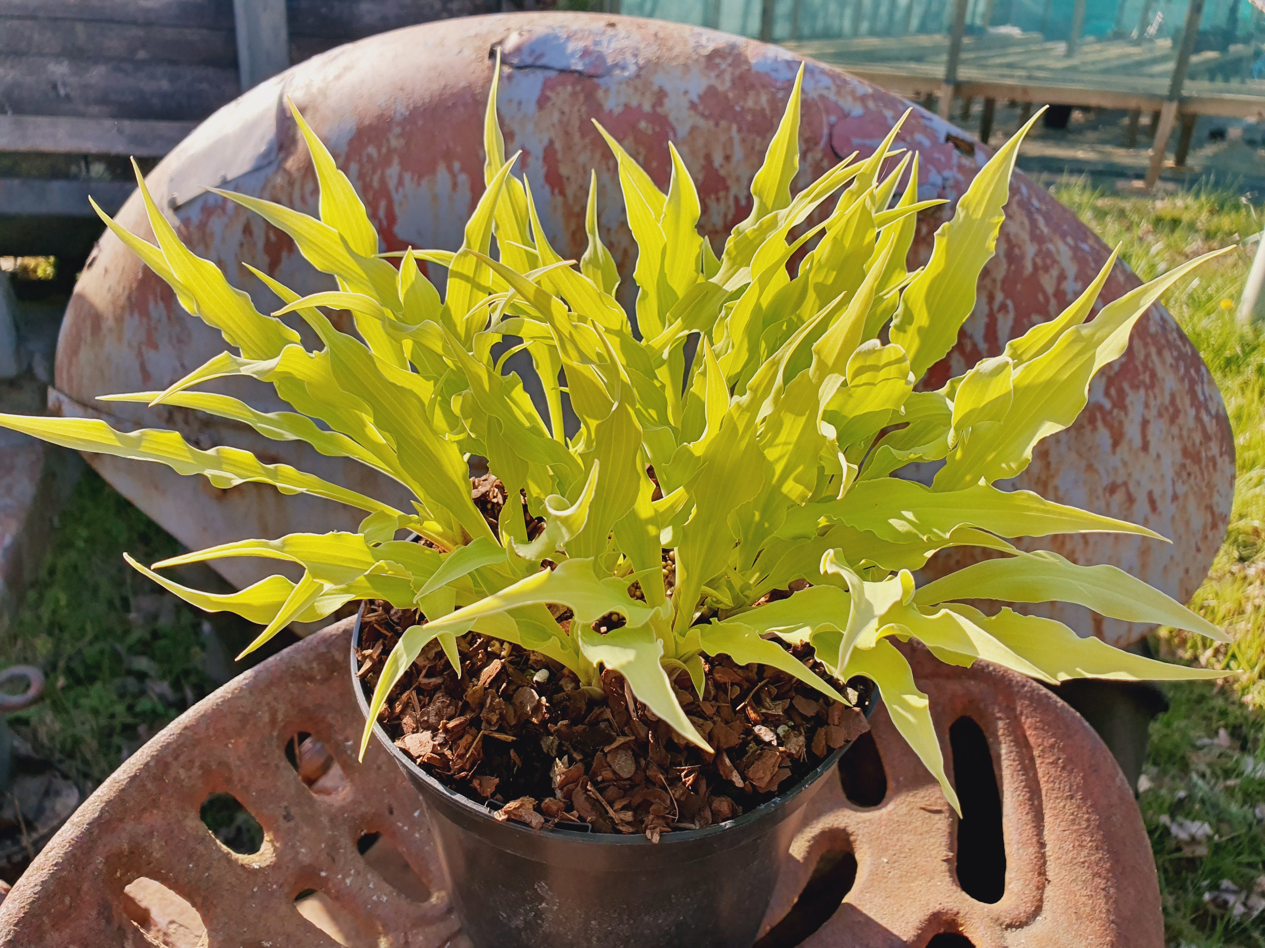 Hosta 'Wiggles and Squiggles' - New Forest Hostas & Hemerocallis