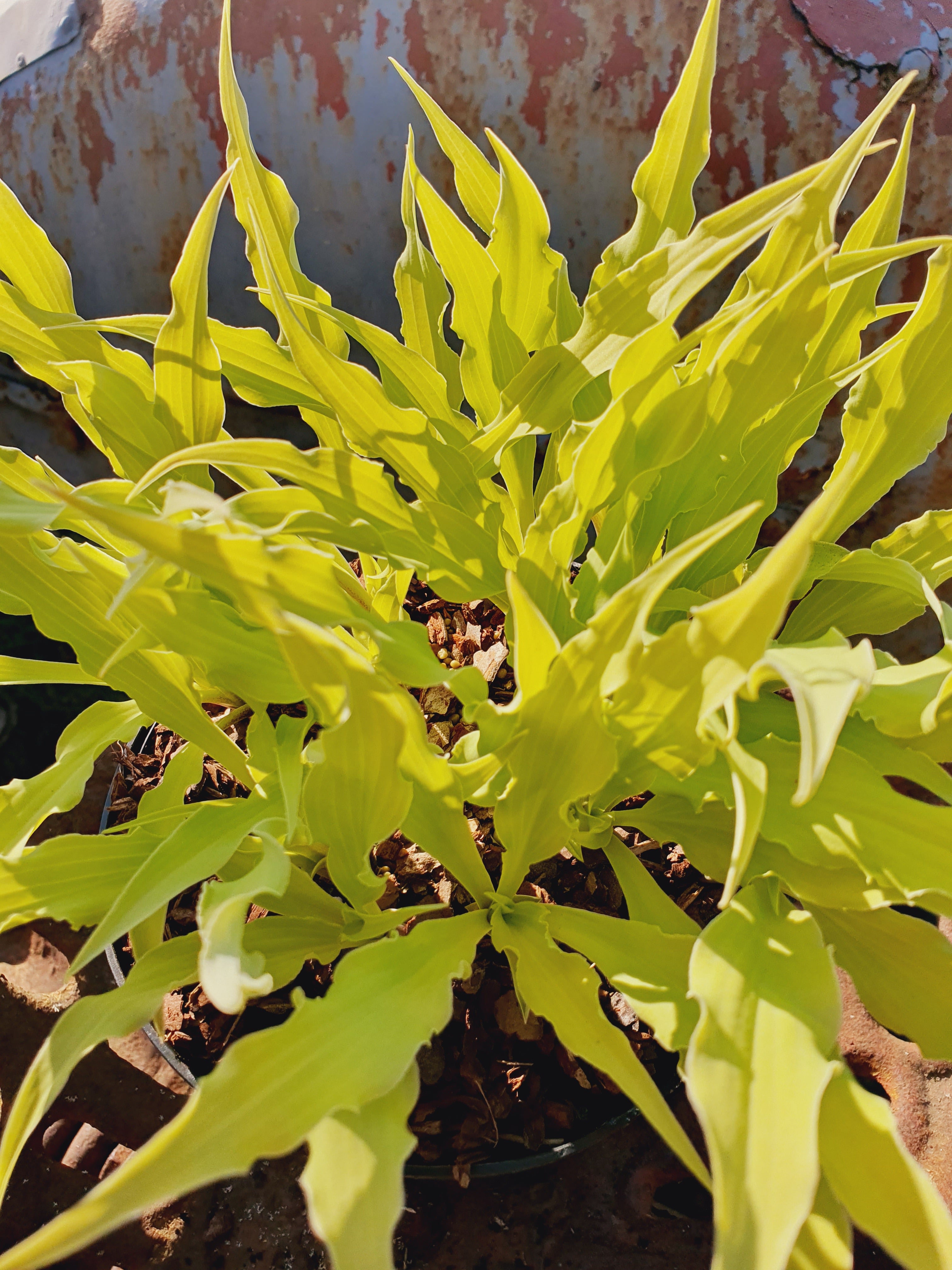 Hosta 'Wiggles and Squiggles' - New Forest Hostas & Hemerocallis