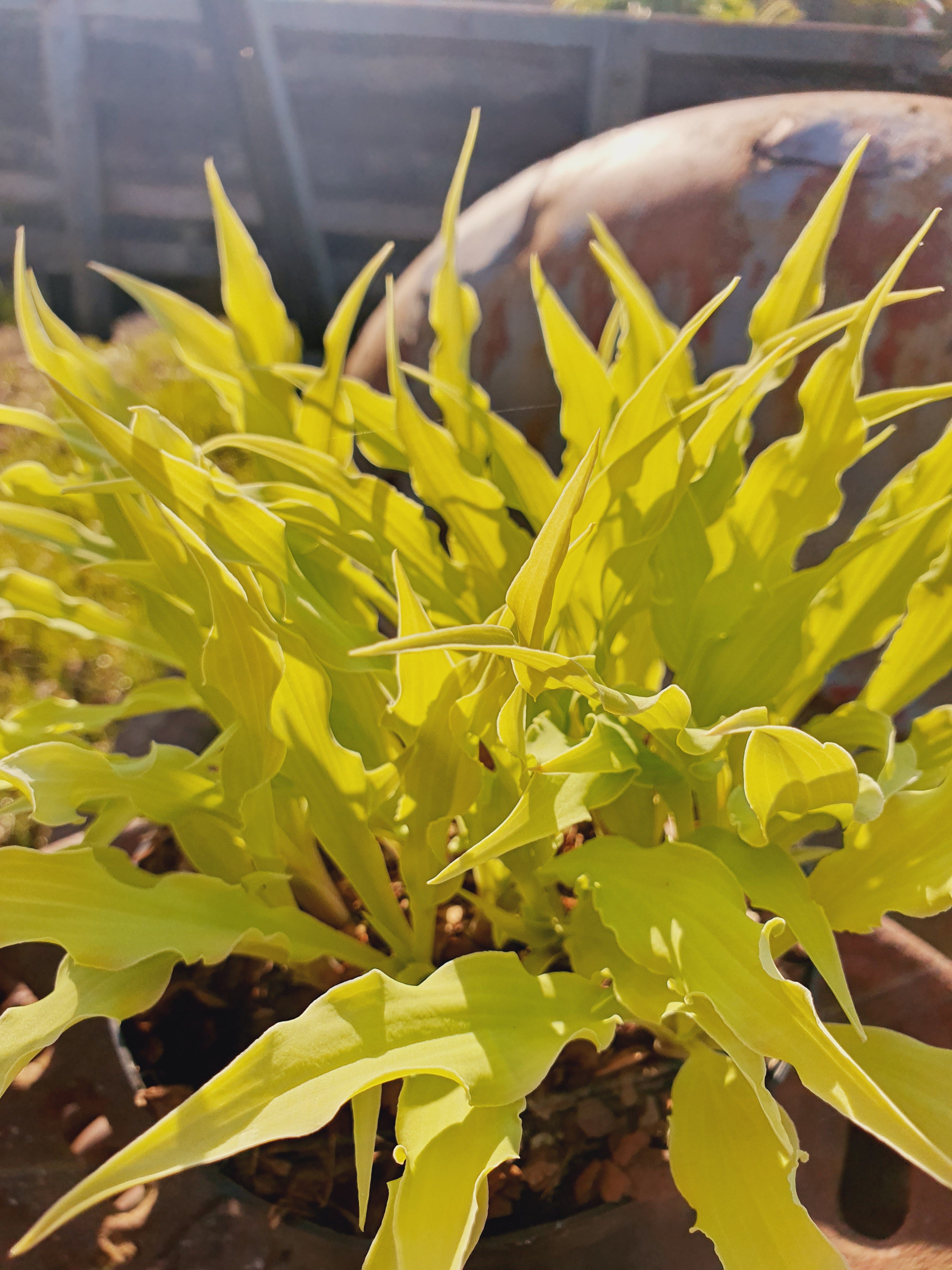 Hosta 'Wiggles and Squiggles' - New Forest Hostas & Hemerocallis