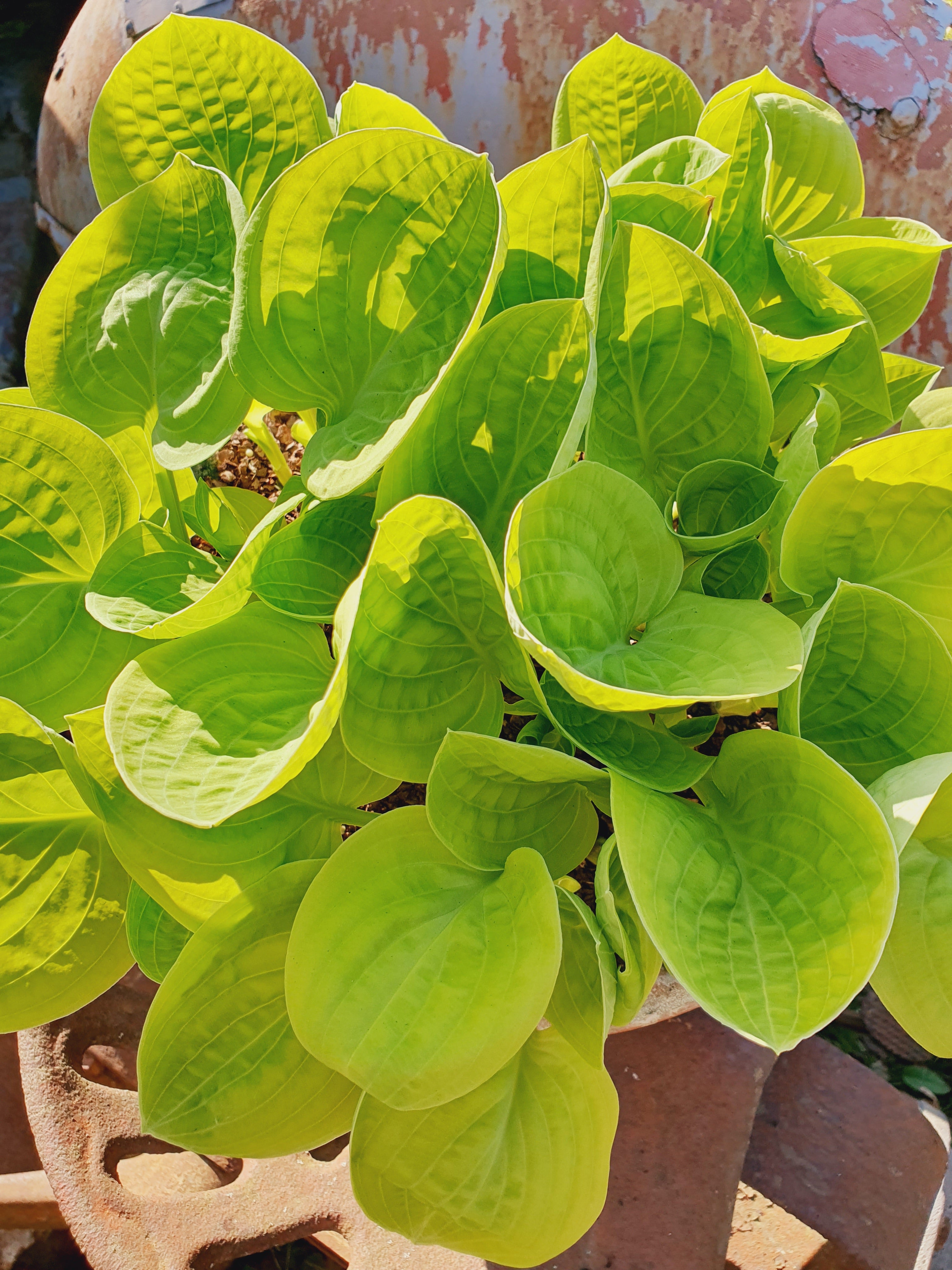 Hosta 'Eye Catcher' - New Forest Hostas & Hemerocallis