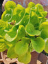 Hosta 'Eye Catcher' - New Forest Hostas & Hemerocallis