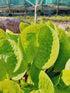 Hosta 'Eye Catcher' - New Forest Hostas & Hemerocallis